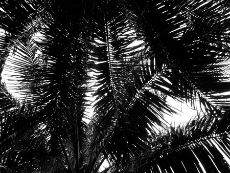 Silhouette coconut leaf on white backgroundの写真素材