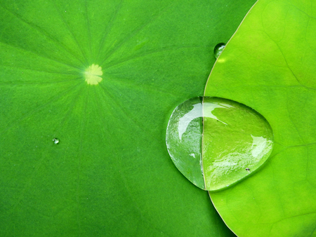 drop of water on lotus leafの写真素材