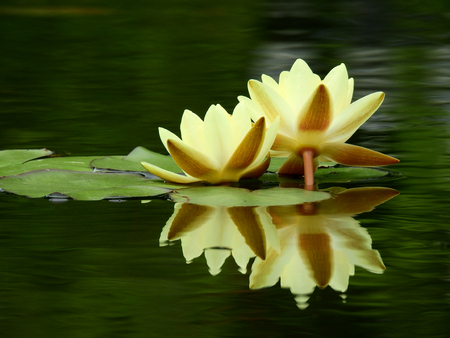 yellow lotus blooming on water in the pondの写真素材