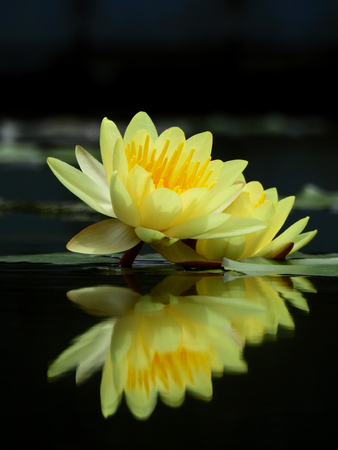 yellow lotus blooming on water in the pondの写真素材