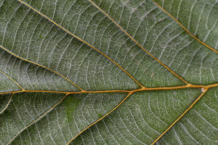 detail of leaf texture