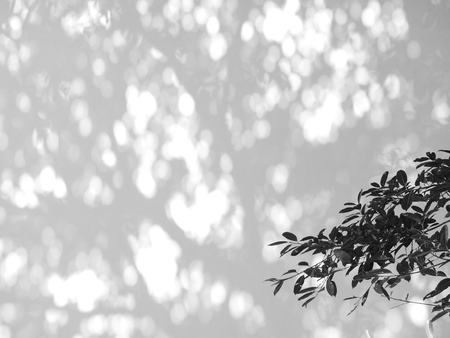 black and white leaf of tree with shadow on white wall background