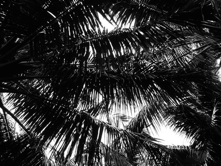 Silhouette coconut leaf on white backgroundの写真素材