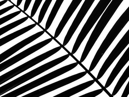 beautiful palm leaf on white backgroundの写真素材