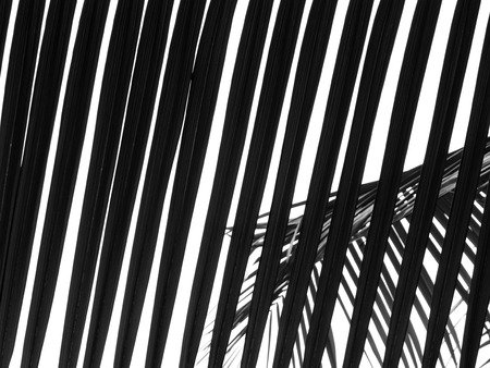 beautiful palms leaf on white backgroundの写真素材