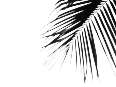 blur silhouette coconut leaf on white backgroundの写真素材