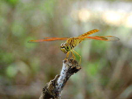 dragonfly on branch tree closeupの写真素材