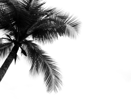 Coconut palm tree silhouette on white backgroundの写真素材