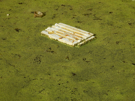 garbage on dirty water with duckweedの写真素材