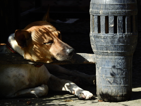 dog sleeping on streetの写真素材