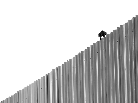 squirrel is walking on the zinc fenceの写真素材