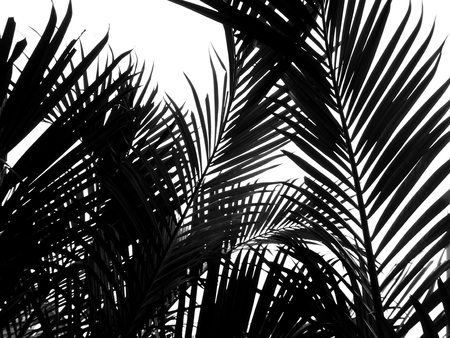 beautiful palms leaf on white backgroundの写真素材