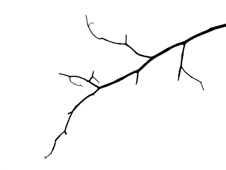 Photo pour silhouette bare branch of tree on white background - image libre de droit