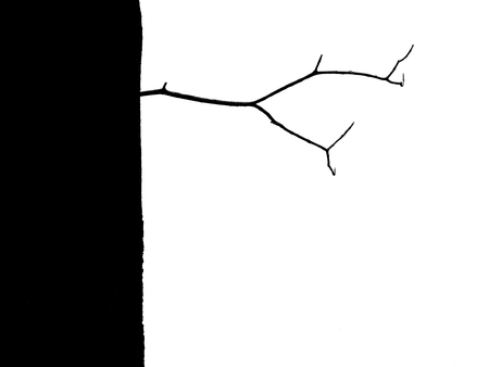 silhouette bare branch of tree on white backgroundの写真素材