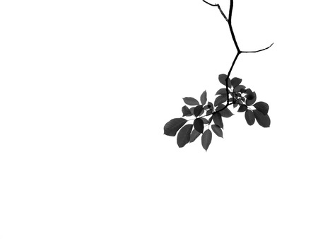 tree branch silhouette with leaf on white backgroundの写真素材