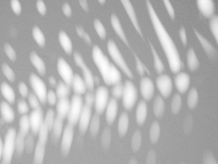 shadow palm leaves on white wall