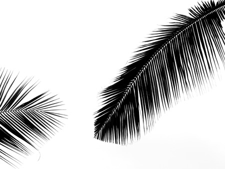 beautiful palms leaf on white backgroundの写真素材