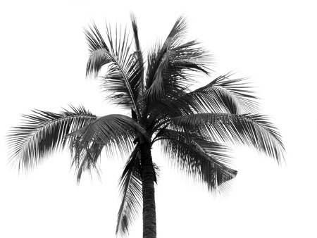 Coconut palm tree silhouette on white backgroundの写真素材