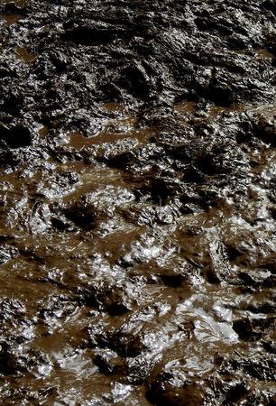 wet mud in swamp