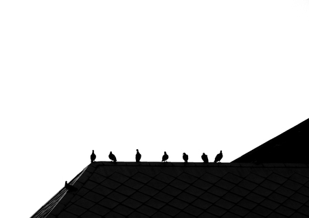 silhouette pigeon on the roofの写真素材