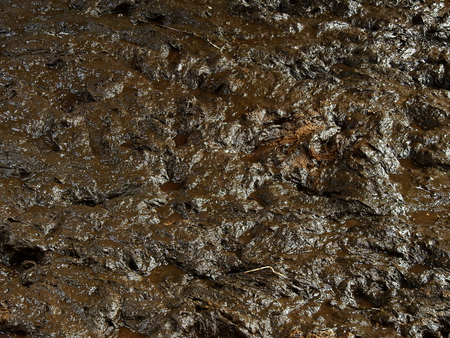 wet mud texture