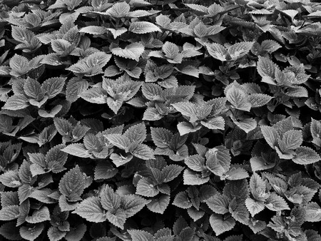 Ornamental plants in garden black and white styleの写真素材