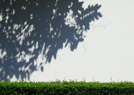 shadow of tree on white wall with green bushの写真素材
