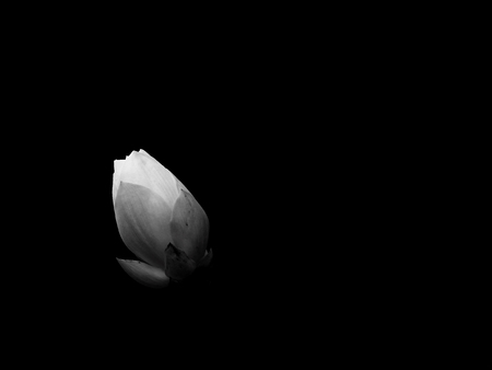 black and white bud lotusの写真素材