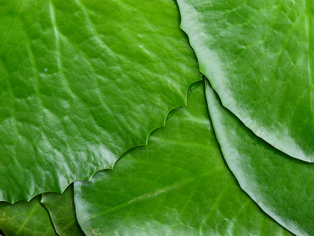 green lotus leaf textureの写真素材