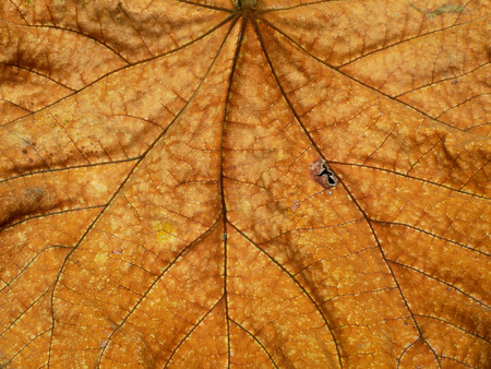 dry brown leaf textureの写真素材