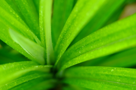 fresh green pandan leaf with water dropの写真素材
