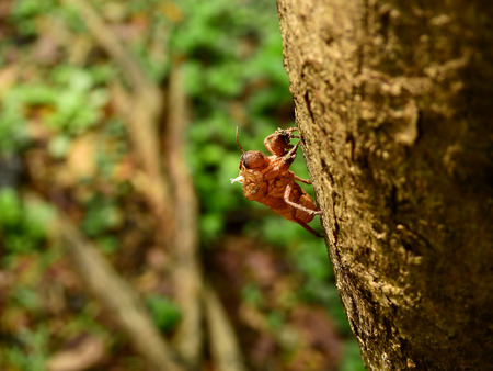 cicada molt on bark of trunk treeの写真素材