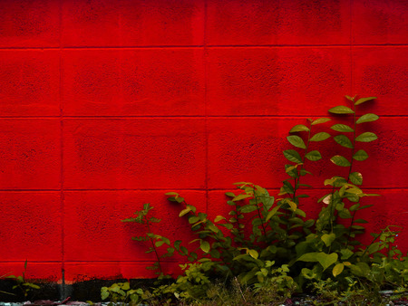 abandoned place red block wall with green plantの写真素材