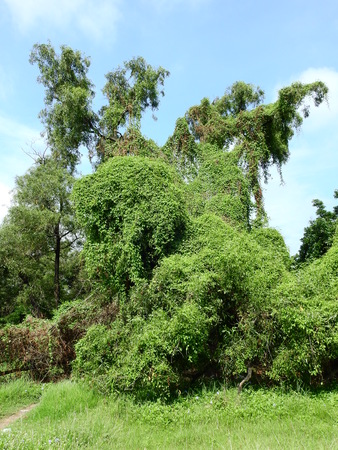 ivy plant of weed growth cover on the treeの写真素材