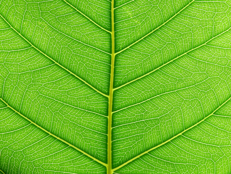 green bodhi leavesの写真素材