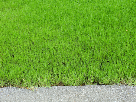 green grass lawnの写真素材