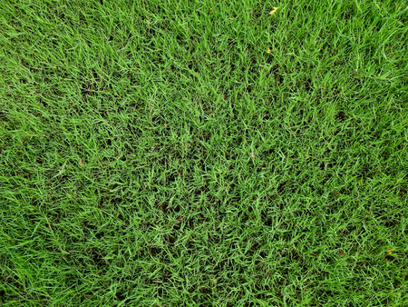 green grass lawn textureの写真素材