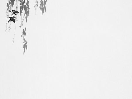 shadow of leaves on white wall backgroundの写真素材