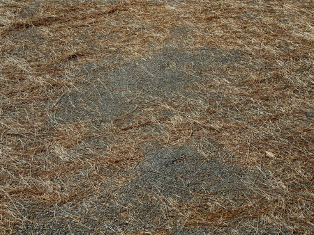 dry pine leaf on asphalt road textureの写真素材