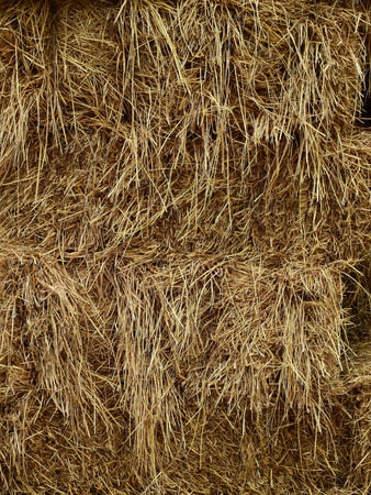 hay dry straw textureの写真素材