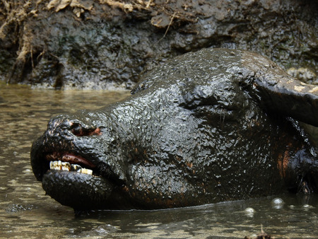 closeup face of buffalo in mud swamp at countryside Thailandの写真素材