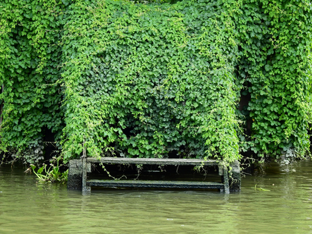 green ivy plant cover abandoned waterfront in canalの写真素材