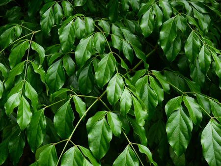 green leaf of treeの写真素材
