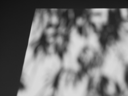abstract shadow leaf on white wallの写真素材