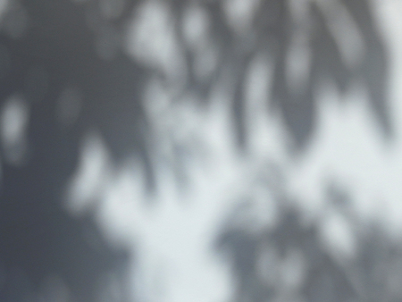 abstract shadow leaves on white wallの写真素材