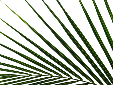 green coconut leaf with water drop on white backgroundの写真素材