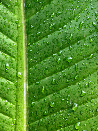 green leaf with water drop textureの写真素材