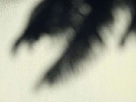 shadow palm leaf on wallの写真素材