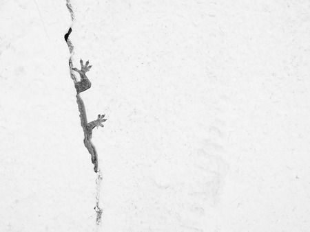 Lizard in the cracks of the wall black and white styleの写真素材