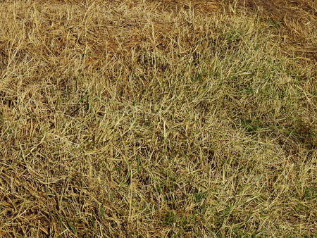 dry brown grassの写真素材